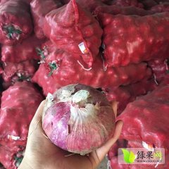 安丘红皮洋葱大量上市了，产地直销