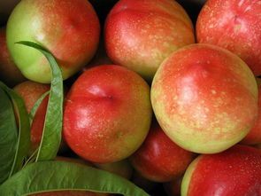 陕西省,大荔县，两宜镇是一个水果基地