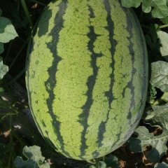 2017栾城出售百亩西瓜，有需要的朋友尽快联系