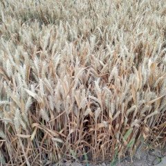 2017单县小麦 冬麦种植基地