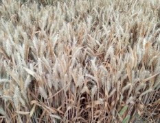 2017单县小麦 冬麦种植基地