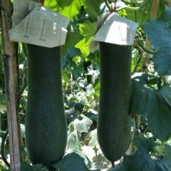 广西河池大化冬瓜种植基地