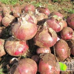 东昌府红皮洋葱 有需要的客商请速与我联系
