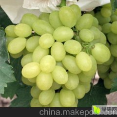 寿光本人种植多亩维多利亚葡萄
