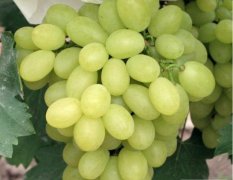 寿光本人种植多亩维多利亚葡萄