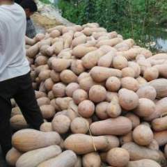 嘉鱼南瓜逐渐升温,潘家邓伟诚信合作