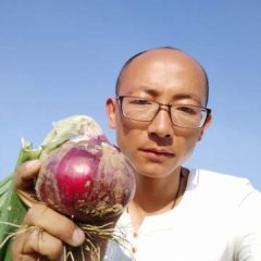 山东安丘红皮洋葱是名优特产