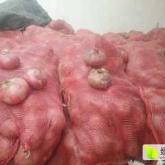 东昌府本地洋葱六一上市 预计价格在2毛左右每斤