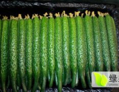 曲堤黄瓜 瓜条漂亮 口感清脆  是公认的绿色蔬菜
