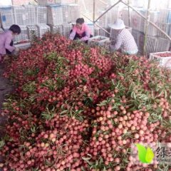 阳西白糖罂荔枝 味美肉嫩，清甜可口