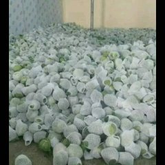 应县甘蓝 中甘21铁头，奥奇利