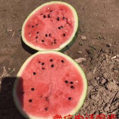 凌海市大棚西瓜5月下旬陆续上市了