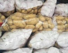 开封市祥符区精品荷兰十五土豆大量滞销，便宜