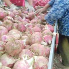 山东岱岳本地洋葱个头大，肉质好