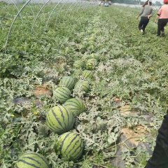 2017大荔万亩优质西瓜，有京欣，甜王零号