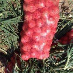 单县本地红皮洋葱，现在已经陆续上市