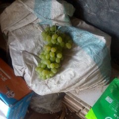 河北邢台柏乡县大棚维多利亚葡萄