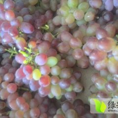 北宁代收大量巨峰 巨峰140 着色香葡萄