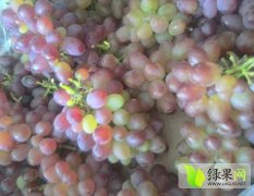 北宁代收大量巨峰 巨峰140 着色香葡萄