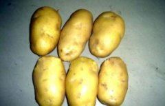 定州蔬菜基地荷兰十五土豆现已大量上市