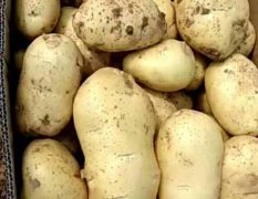 潍坊昌乐荷兰十五露天土豆已经上市