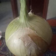 清丰洋葱 现有黄皮洋葱，紫皮洋葱