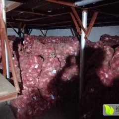 2017坊子恒温库出售大量优质红皮洋葱