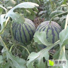 唐山滦县京欣吊瓜