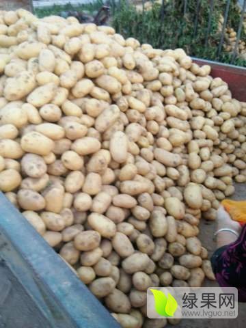 2017年河南通许荷兰十五价格