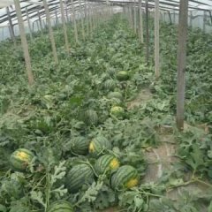 大荔两宜周建忠5月京欣西瓜