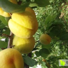 大荔两宜周建忠5月金寿杏杏子