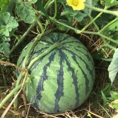 河南开封通许亚龙代收代发 甜王 美都 龙卷风 秦红