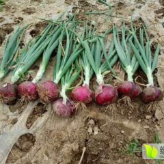 惠民红皮洋葱已经上市了！扁球形半高桩