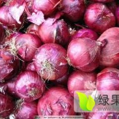 凌海洋葱右卫张军