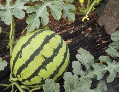 河南南乐京欣西瓜质量上乘