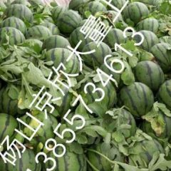 砀山西瓜 诚信为本、品质第一、服务至上