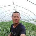 睢宁魏集乡西瓜火热上市