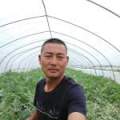 睢宁魏集西瓜种植大户主要种植京欣