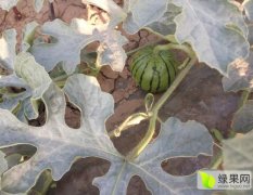 睢阳区李口镇是全国无公害西瓜基地