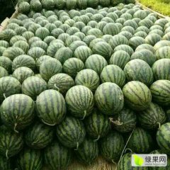 陕西蒲城西瓜，真诚合作