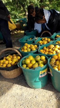 广大水果客商朋友你们好