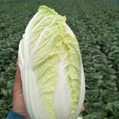 铜山郑集镇万亩优质娃娃菜，娃娃菜已大量上市