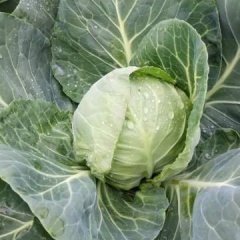 2017扶沟刚刚上市甘蓝，质量好，颜色绿