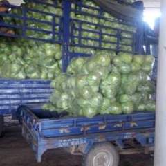 河南焦作甘蓝大量上市！供大于求