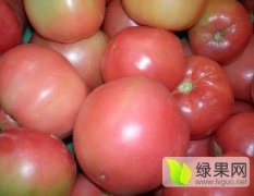 2017大荔硬粉西红柿生长势：早熟不早衰