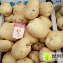 河北昌黎土豆名扬天下中薯5号上货量大