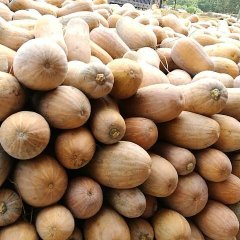 2017西乡塘 坛洛镇富庶主产南瓜区