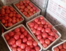 硬粉晚茬番茄，大量现货