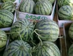河南夏邑8424西瓜口感好，甜度高