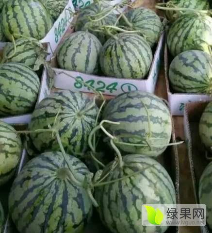 2017年河南夏邑8424西瓜价格